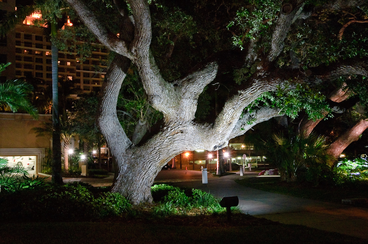 Trees at Night – Big Tree Registry